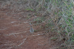 Turnix sylvaticus