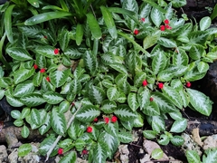 Episcia cupreata