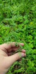 Artemisia abrotanum