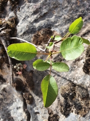 Pistacia terebinthus