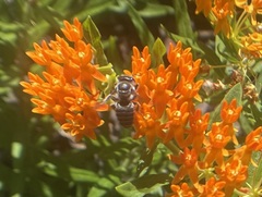 Megachile