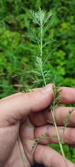 Artemisia abrotanum