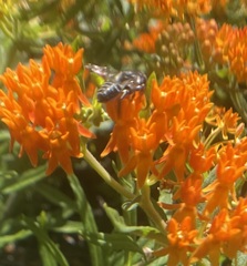 Megachile