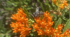 Megachile