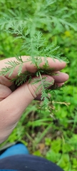 Artemisia abrotanum