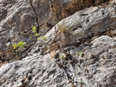 Pistacia terebinthus