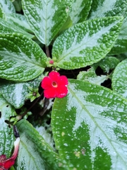 Episcia cupreata