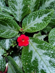 Episcia cupreata