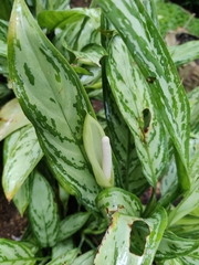 Aglaonema commutatum