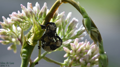 Sternuchopsis trifida