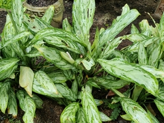 Aglaonema commutatum