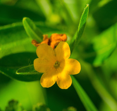 Lithospermum canescens