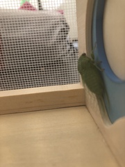 Okanagana viridis