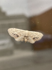 Idaea dimidiata