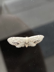 Idaea dimidiata