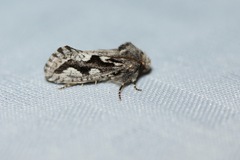 Acrolophus variabilis