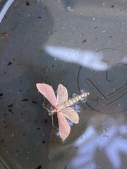 Lepidoptera