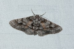 Stenoporpia