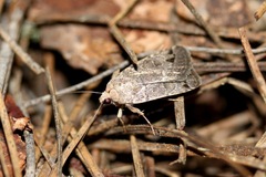 Anorthodes triquetra