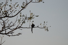 Lanius melanoleucus melanoleucus