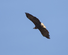 Haliaeetus vociferoides
