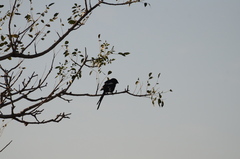 Lanius melanoleucus melanoleucus