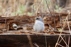Junco hyemalis × phaeonotus