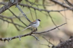 Junco hyemalis × phaeonotus
