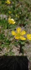 Ranunculus lingua