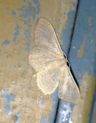 Idaea straminata