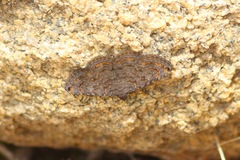Toxonprucha pardalis