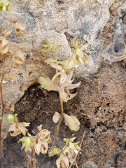 Campanula erinus