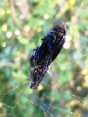 Calopteryx splendens