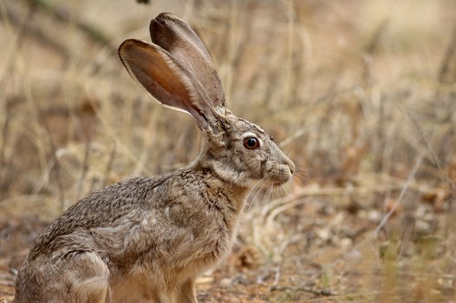Black-tailed Jackrabbit photographed in New Mexico