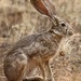 Hares and Rabbits - Photo (c) Oscar Johnson, some rights reserved (CC BY-NC-ND), uploaded by Oscar Johnson