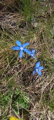 Gentiana brachyphylla brachyphylla