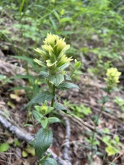 Castilleja unalaschcensis