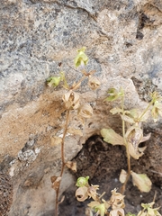 Campanula erinus