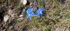 Gentiana brachyphylla brachyphylla
