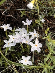 Phlox multiflora