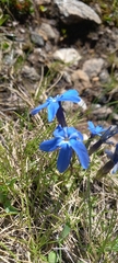 Gentiana brachyphylla brachyphylla