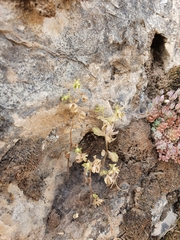 Campanula erinus