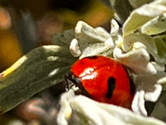 Coccinella transversoguttata