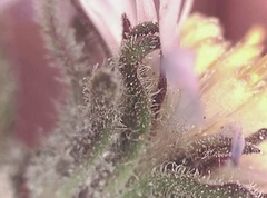 Symphyotrichum yukonense