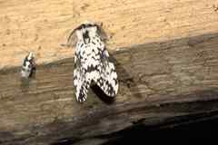 Rhypopteryx rhodalipha