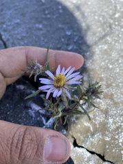 Symphyotrichum yukonense