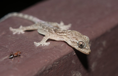 Gekko hokouensis