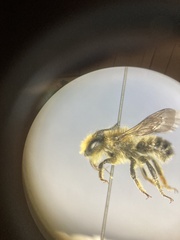 Megachile versicolor