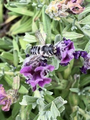 Megachile texana