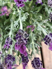 Megachile texana